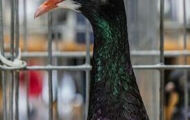 32. Regionalna Wystawa Gołębi Rasowych i Drobnego Inwentarza 22