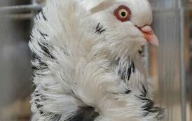 32. Regionalna Wystawa Gołębi Rasowych i Drobnego Inwentarza 25