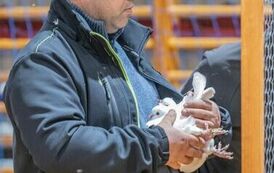 32. Regionalna Wystawa Gołębi Rasowych i Drobnego Inwentarza 27