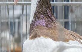 32. Regionalna Wystawa Gołębi Rasowych i Drobnego Inwentarza 29