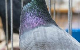 32. Regionalna Wystawa Gołębi Rasowych i Drobnego Inwentarza 30