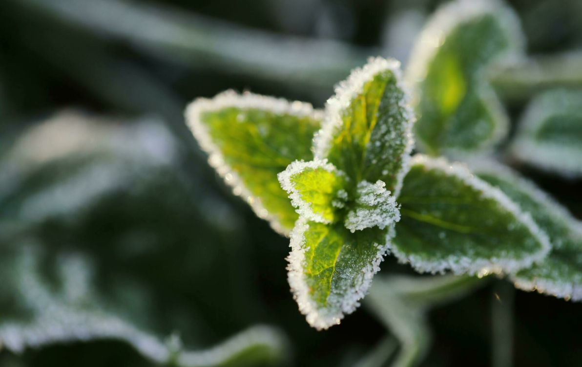 Zdjęcie do Ostrzeżenie meteorologiczne IMGW &ndash; przymrozki