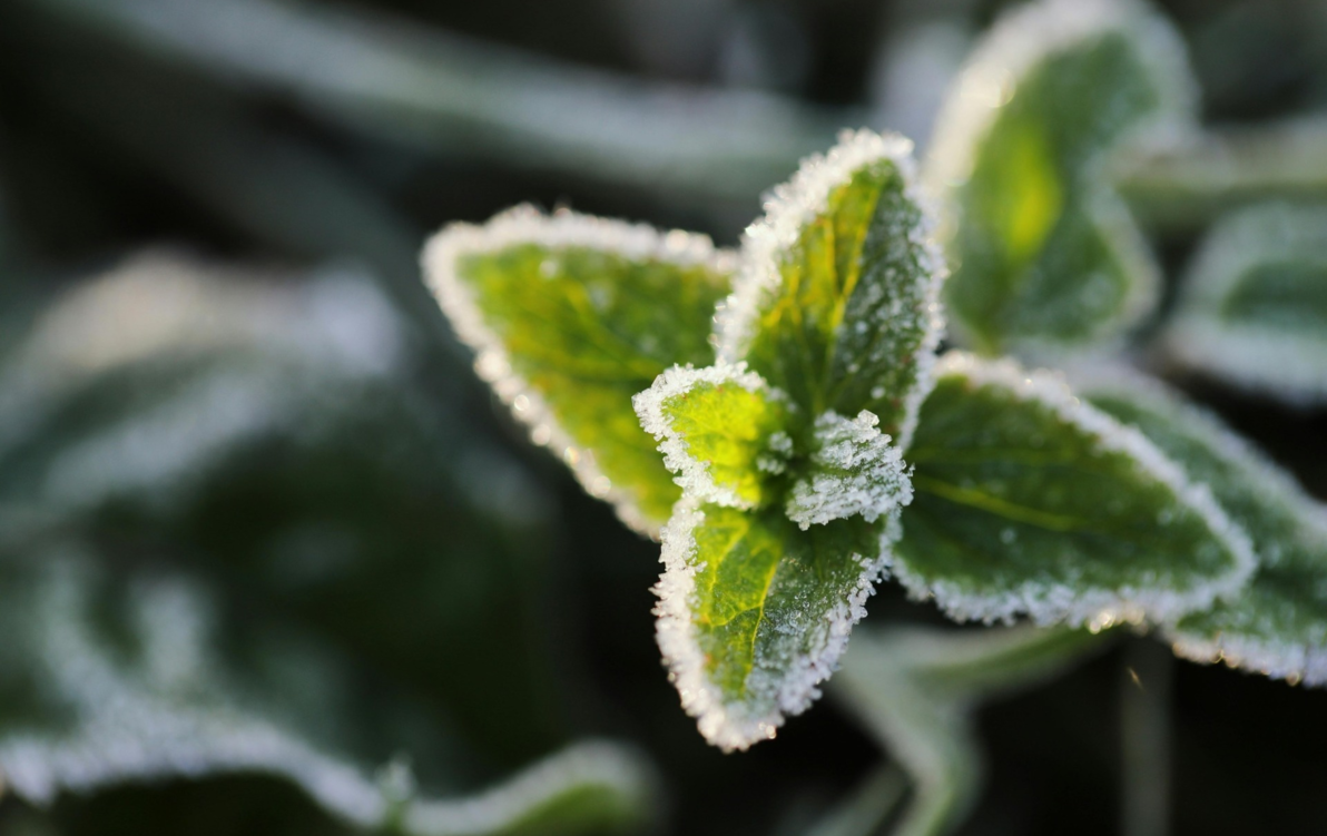 Zdjęcie do Ostrzeżenie meteorologiczne IMGW &ndash; przymrozki