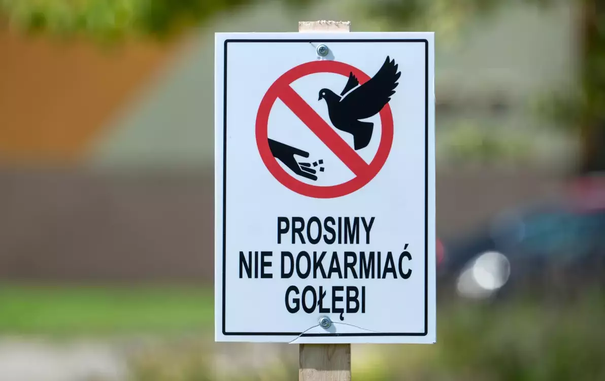 Zdjęcie do ZGK apeluje o niedokarmianie Ggołębi