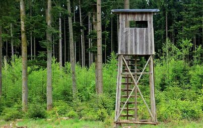 Zdjęcie do Terminy planowanych polowań zbiorowych