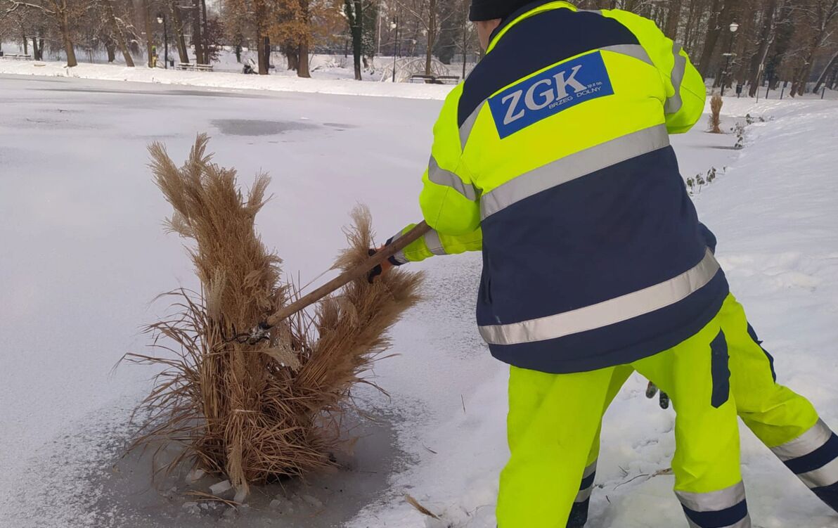 Zdjęcie do Stawy w parku zabezpieczone przed zimą