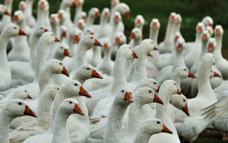 Zdjęcie do Ognisko wysoce zjadliwej grypy ptak&oacute;w H5N1