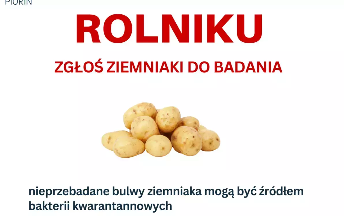 Zdjęcie do  Rolniku zgłoś ziemniaki do badania